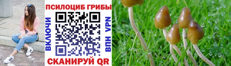 Галлюциногенные грибы мицелий  Курильск 